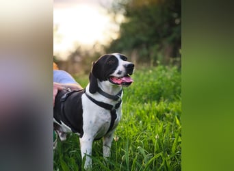 Brando – sanfter Segugio Italiano sucht ein liebevolles Zuhause