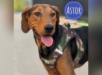 Astor ein sanfter Engel