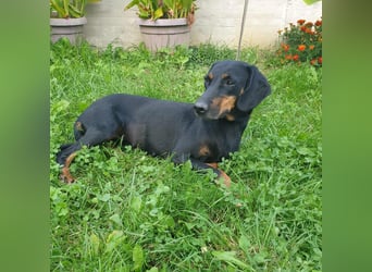 Leni - verspieltes, lernbegieriges Bracken-Traummädchen auf PS in D