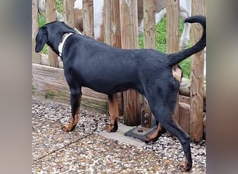 Leni - verspieltes, lernbegieriges Bracken-Traummädchen auf PS in D