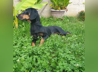 Leni - verspieltes, lernbegieriges Bracken-Traummädchen auf PS in D