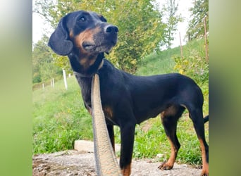 Leni - verspieltes, lernbegieriges Bracken-Traummädchen auf PS in D