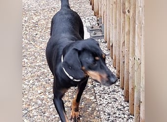 Leni - verspieltes, lernbegieriges Bracken-Traummädchen auf PS in D