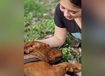 Liebe und verschmuste Hündin „Selma“, Bracken-Laufhund Mischling, ca. 2020 geboren, sucht dringend.