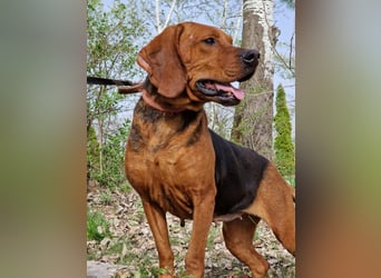 Liebe und verschmuste Hündin „Selma“, Bracken-Laufhund Mischling, ca. 2020 geboren, sucht dringend.