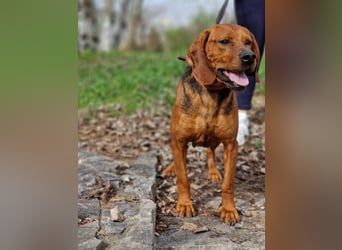 Liebe und verschmuste Hündin „Selma“, Bracken-Laufhund Mischling, ca. 2020 geboren, sucht dringend.