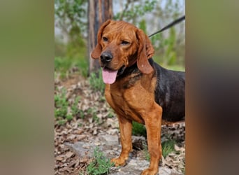 Liebe und verschmuste Hündin „Selma“, Bracken-Laufhund Mischling, ca. 2020 geboren, sucht dringend.