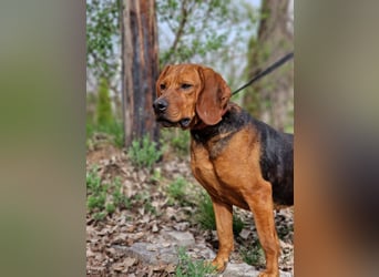 Liebe und verschmuste Hündin „Selma“, Bracken-Laufhund Mischling, ca. 2020 geboren, sucht dringend.