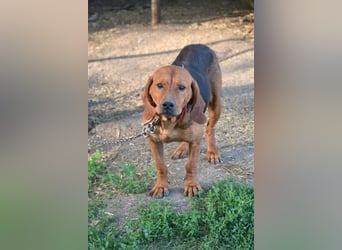 Liebe und verschmuste Hündin „Selma“, Bracken-Laufhund Mischling, ca. 2020 geboren, sucht dringend.