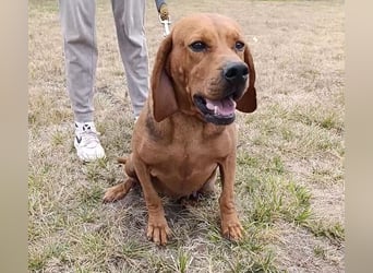 Liebe und verschmuste Hündin „Selma“, Bracken-Laufhund Mischling, ca. 2020 geboren, sucht dringend.