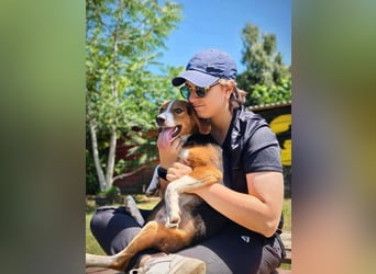 Finn - ein fröhlicher Schatz auf der Suche nach seinem Zuhause