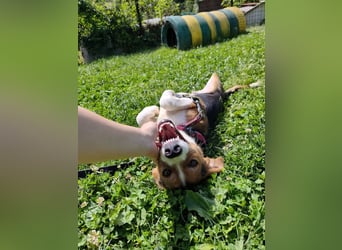 Finn - ein fröhlicher Schatz auf der Suche nach seinem Zuhause