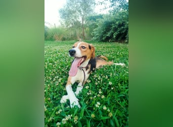 Finn - ein fröhlicher Schatz auf der Suche nach seinem Zuhause