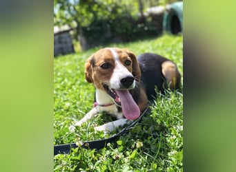 Finn - ein fröhlicher Schatz auf der Suche nach seinem Zuhause