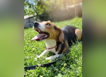 Finn - ein fröhlicher Schatz auf der Suche nach seinem Zuhause