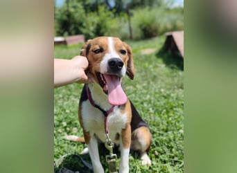 Finn - ein fröhlicher Schatz auf der Suche nach seinem Zuhause