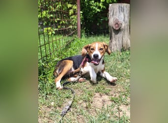 Finn - ein fröhlicher Schatz auf der Suche nach seinem Zuhause