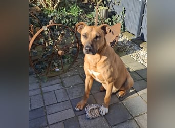 Sanfter Riese sucht sein Zuhause