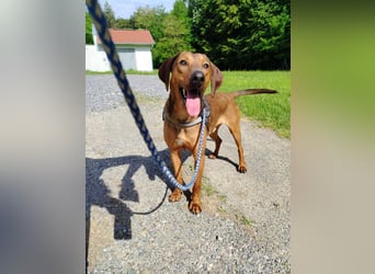 hübscher Bracken Mischling Leon sucht eine Familie