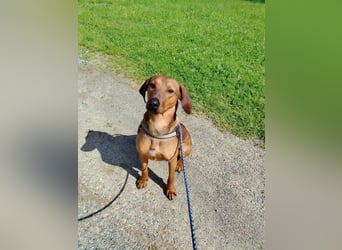 hübscher Bracken Mischling Leon sucht eine Familie