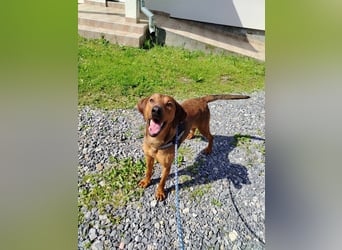 hübscher Bracken Mischling Leon sucht eine Familie