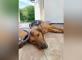 hübscher Bracken Mischling Leon sucht eine Familie