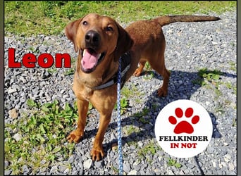 hübscher Bracken Mischling Leon sucht eine Familie