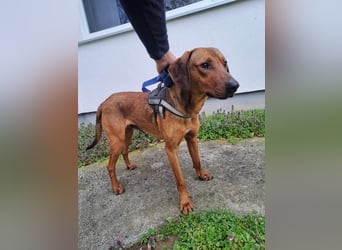 hübscher Bracken Mischling Leon sucht eine Familie