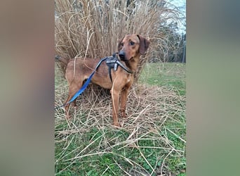 hübscher Bracken Mischling Leon sucht eine Familie