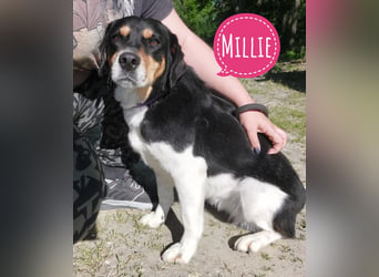 Millie eine sanfte Seele