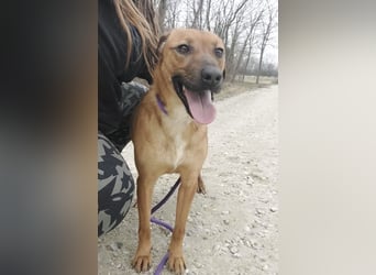 Joliee ein Menschen liebendes aktives Wesen