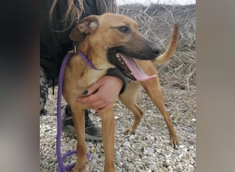 Joliee ein Menschen liebendes aktives Wesen