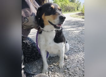 Millie eine sanfte Seele