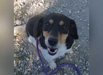 Millie eine sanfte Seele