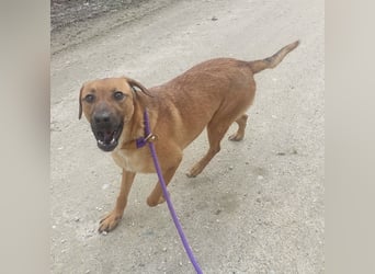 Joliee ein Menschen liebendes aktives Wesen