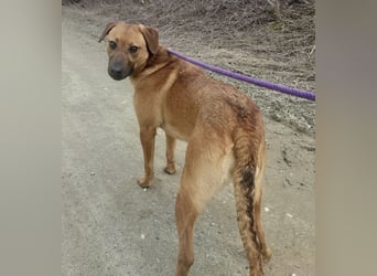 Joliee ein Menschen liebendes aktives Wesen