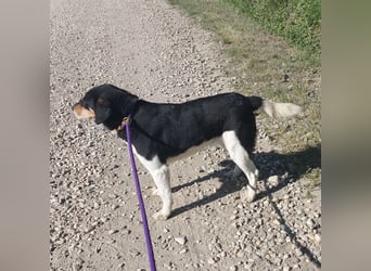 Millie eine sanfte Seele