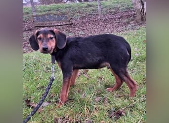 Bond ein sanfter Engel