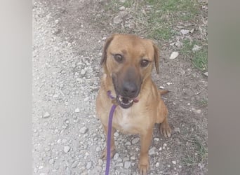 Joliee ein Menschen liebendes aktives Wesen