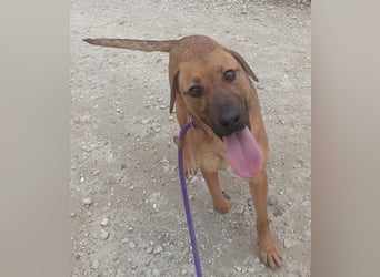 Joliee ein Menschen liebendes aktives Wesen