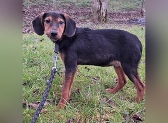 Bond ein sanfter Engel