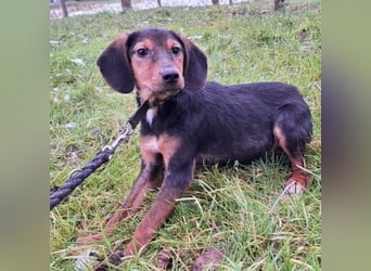 Bond ein sanfter Engel