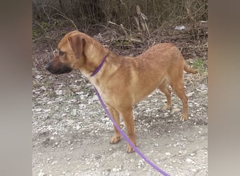 Joliee ein Menschen liebendes aktives Wesen