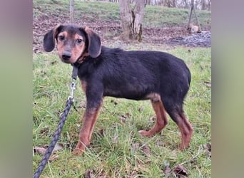 Bond ein sanfter Engel