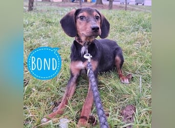 Bond ein sanfter Engel