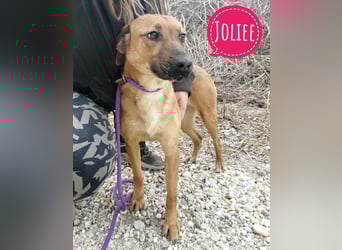 Joliee ein Menschen liebendes aktives Wesen