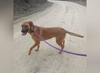 Joliee ein Menschen liebendes aktives Wesen