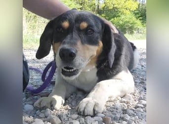 Millie eine sanfte Seele
