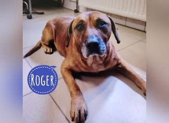 Roger eine n sanfter ruhiger Begleiter