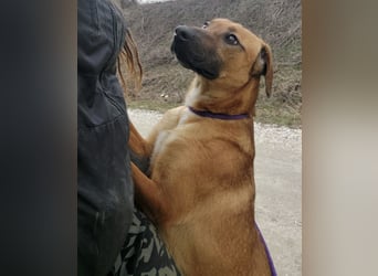 Joliee ein Menschen liebendes aktives Wesen